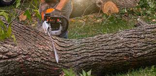  Midvale, UT Tree Care Pros