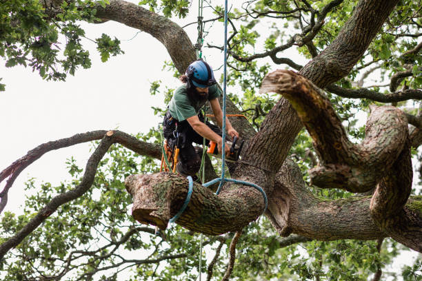 Best Arborist Consultation Services  in Midvale, UT