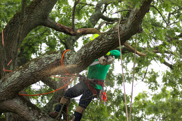 Trusted Midvale, UT Tree Care Experts